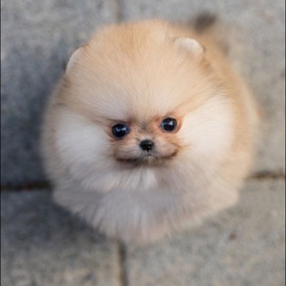 Meet your Posher, Gabriela - Picture 1 of 1